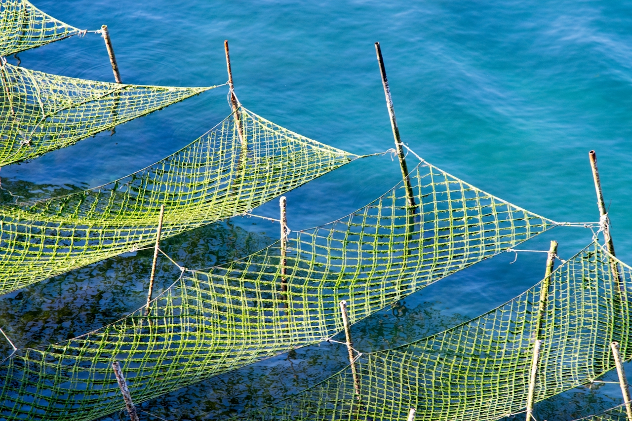 あおさに含まれるマグネシウムの効能は？実はミネラルたっぷり！